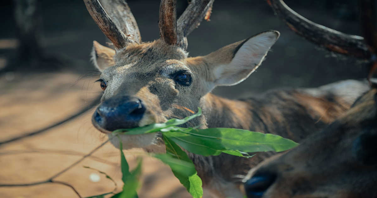 Deer eating leaf